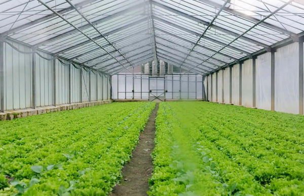 Greenhouse Structural Frame and Connection Hardware: A Professional's Guide